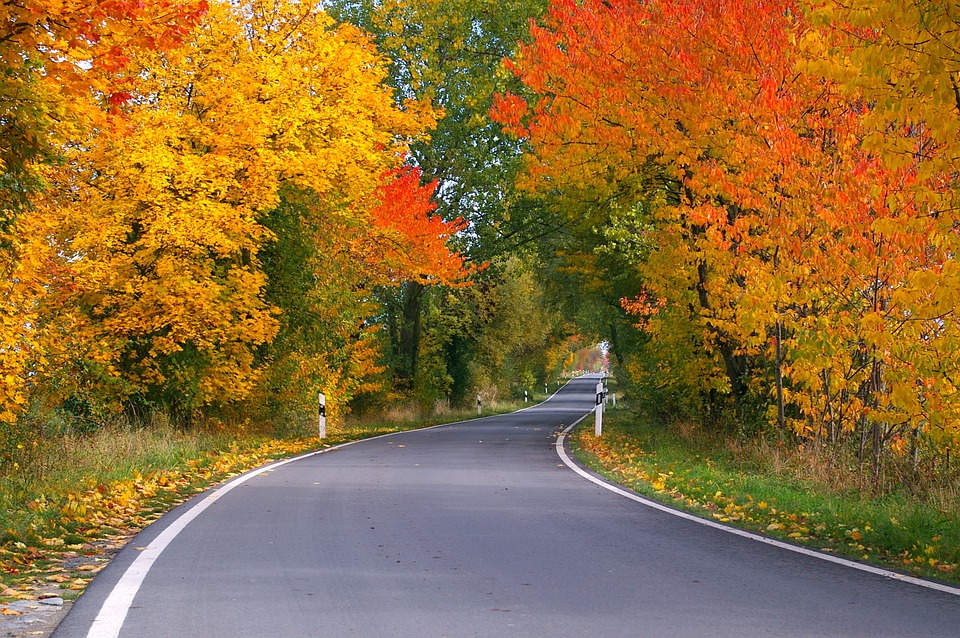 jesen, priroda, cesta