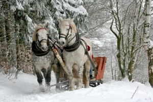 konji, zima, snježna idila