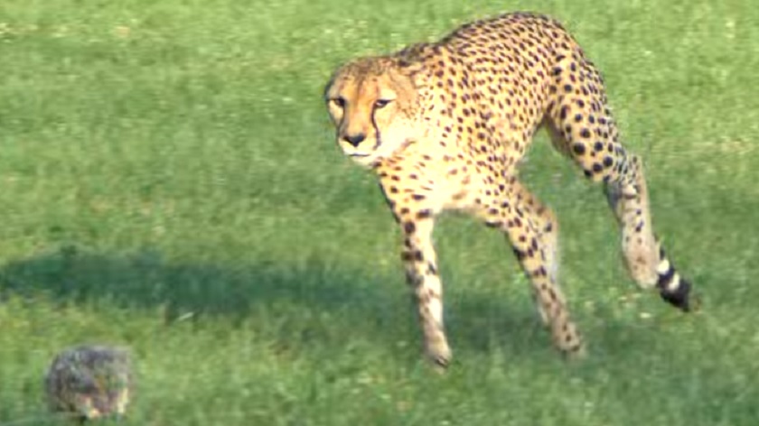 VIDEO: NEMA VIŠE NAJBRŽE - Morali uspavati gepardicu, najbržu kopnenu životinju
