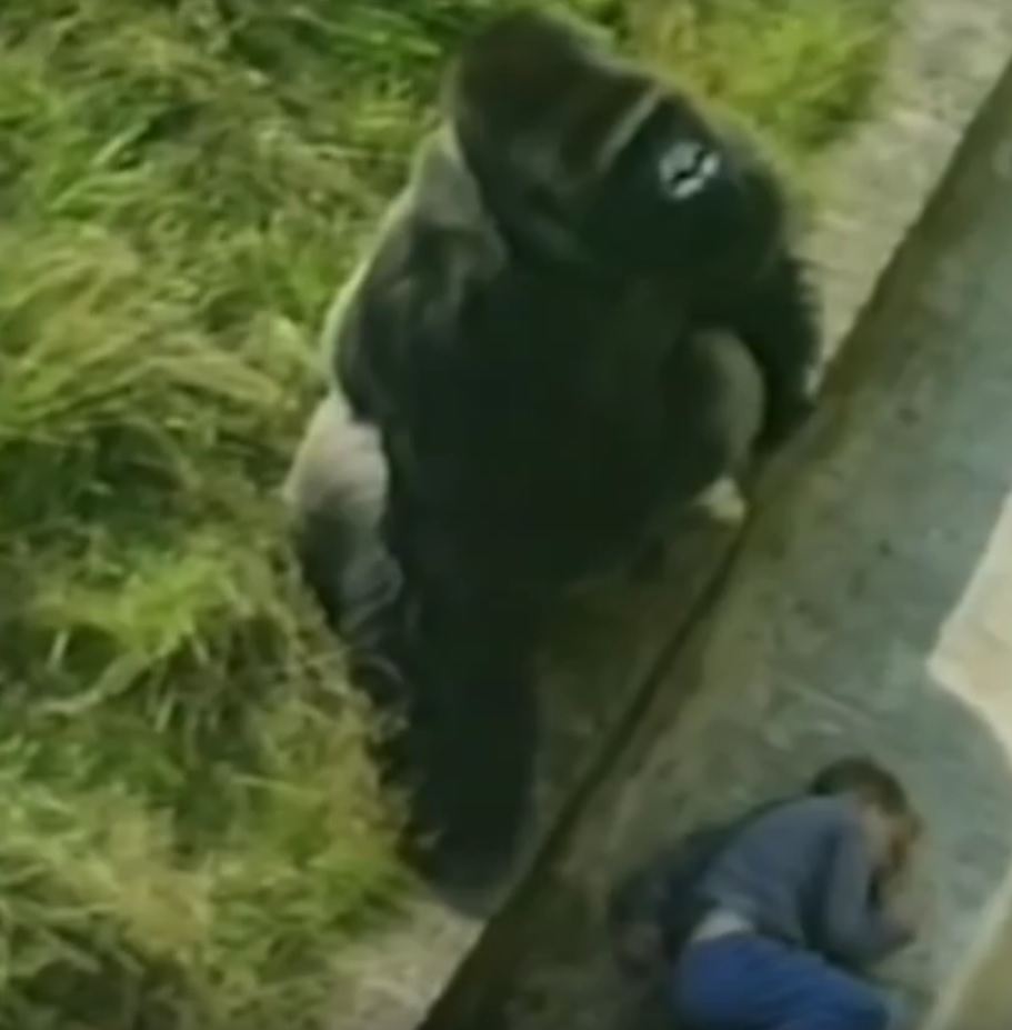 VIDEO: DJEČAK PAO MEĐU MAJMUNE - Pogledajte kako ga je zaštitio gorila Jumbo