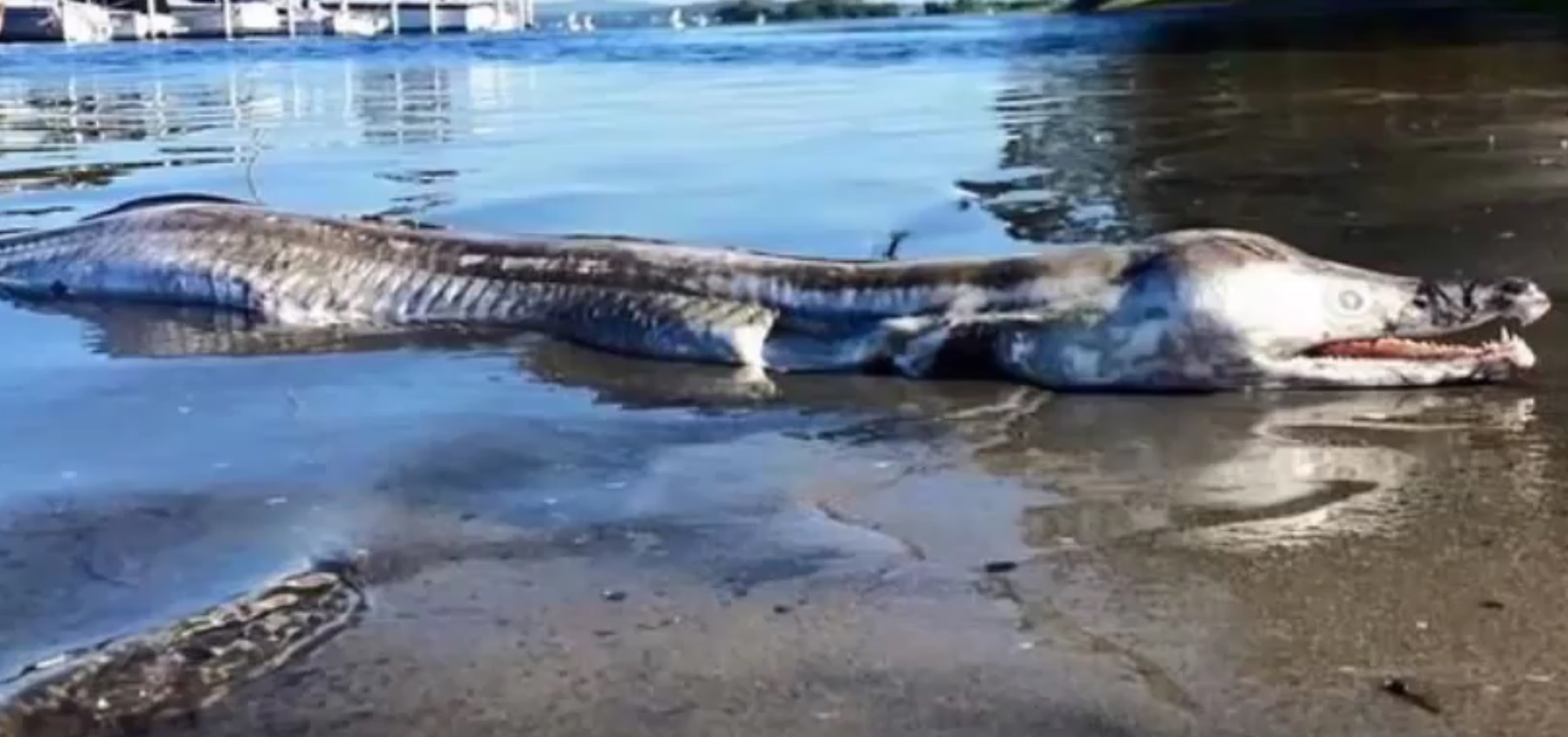 VIDEO: ZASTRAŠUJUĆE - Pogledajte kakvo je čudovište izronilo iz jezera