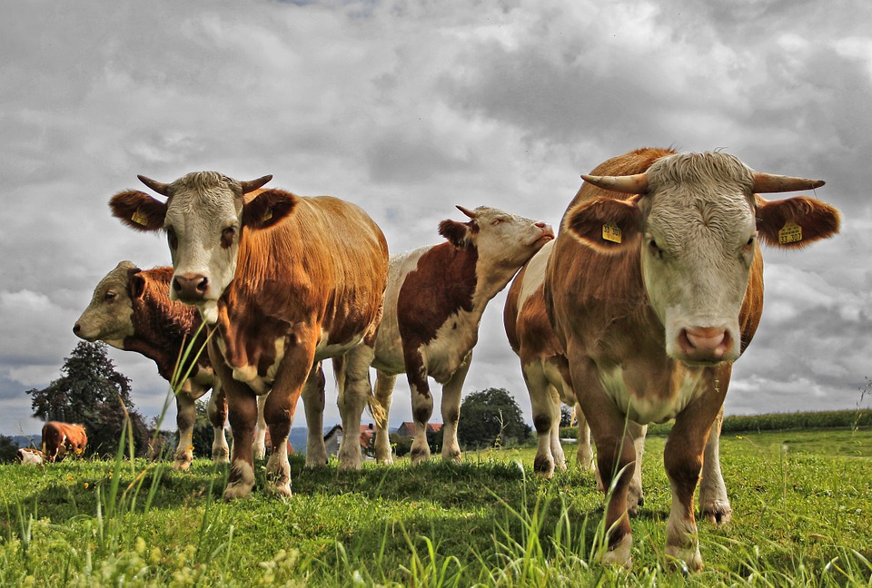 SELJACI U PANICI: Zašto moraju krave na prisilno klanje a mlijeko je jeftinije od vode?