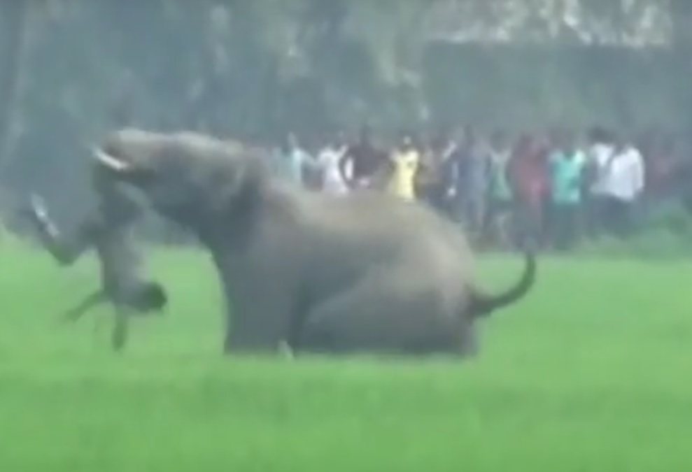 VIDEO: STRAVA U SELU - Pogledajte kako su se slonovi obračunavali s ljudima