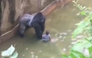 gorila, dječak, zoo