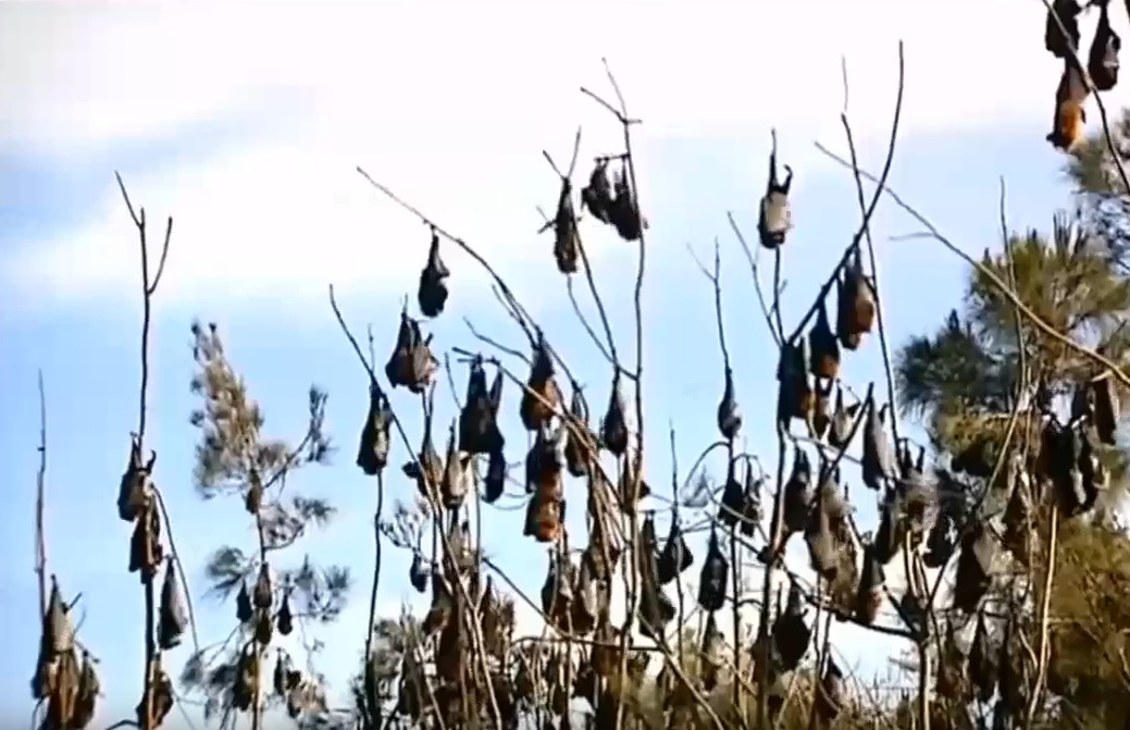 VIDEO: KAO U HORORU - Sto tisuća šišmiša 