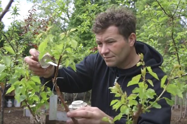 VIDEO: UMJETNIK MIJENJA PRIRODU - Stvorio čudesno stablo koje daje 40 različitih plodova 1