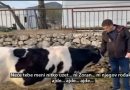 VIDEO: BUTKOVIĆ MILANOVIĆU – Zorane, stvarno bi mi i kravicu uzeo?